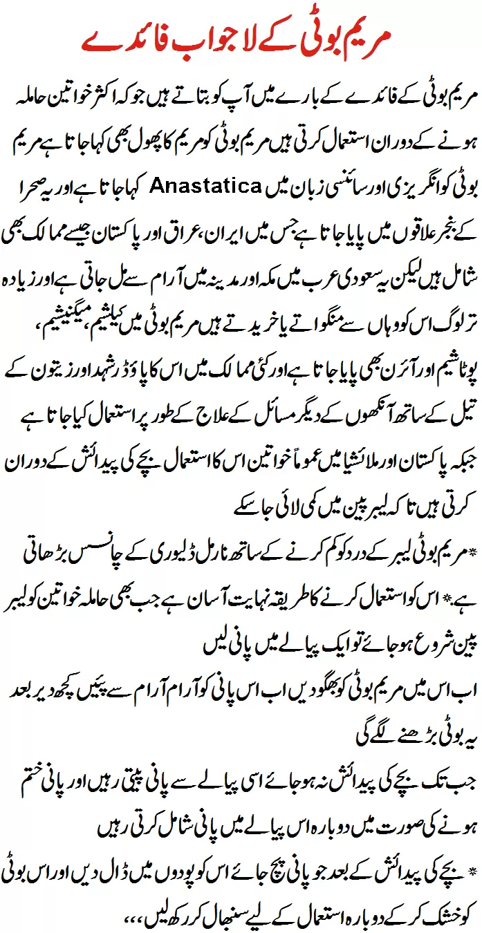 Maryam Booti Benefits in Urdu